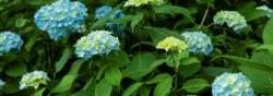 梅雨に咲く大阪の紫陽花