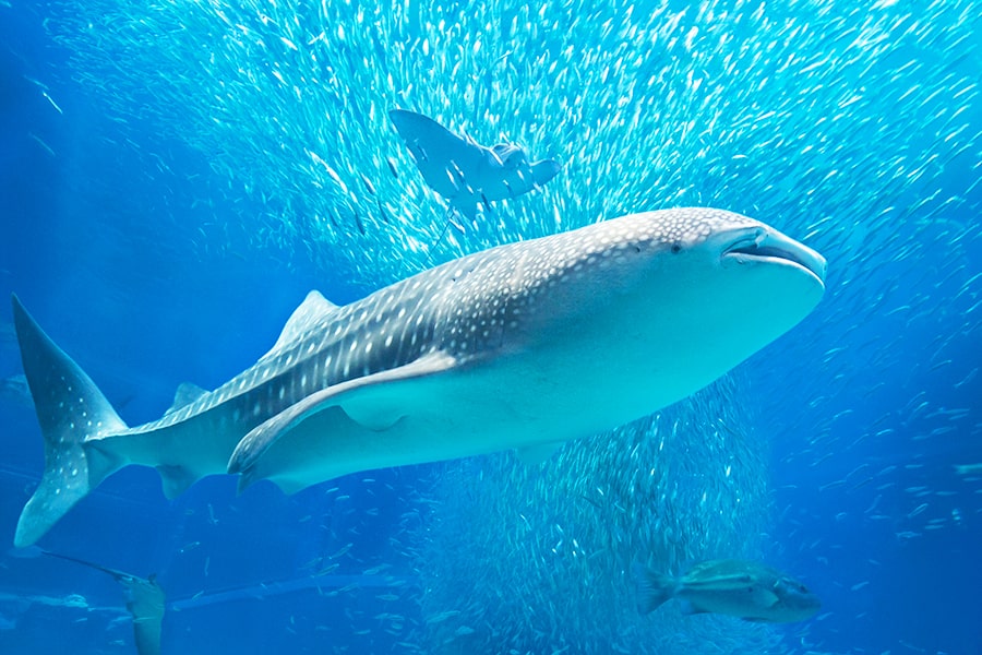 Whale Sharks. The largest fish in the sea