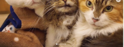 猫咖啡屋