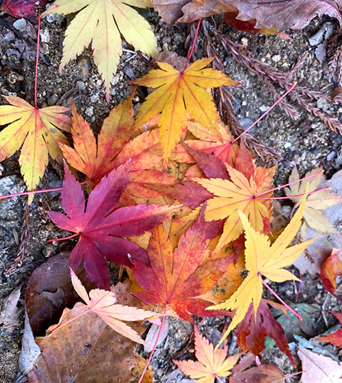 秋の金剛山の登山道に落ちている紅葉