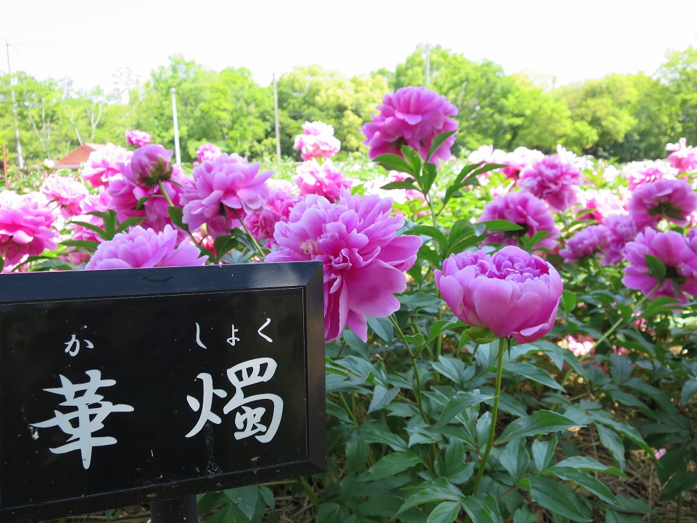 大阪自然公园芍药园