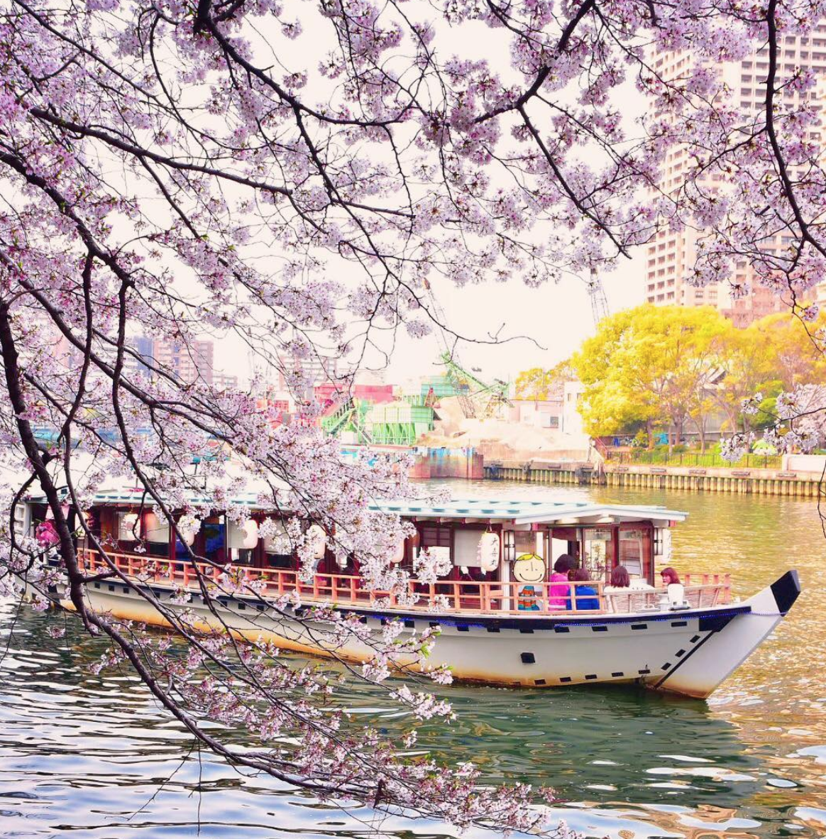 大阪赏樱花游览船