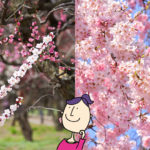 梅と桜の違い