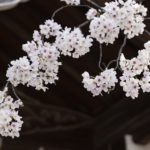 大阪の桜の花