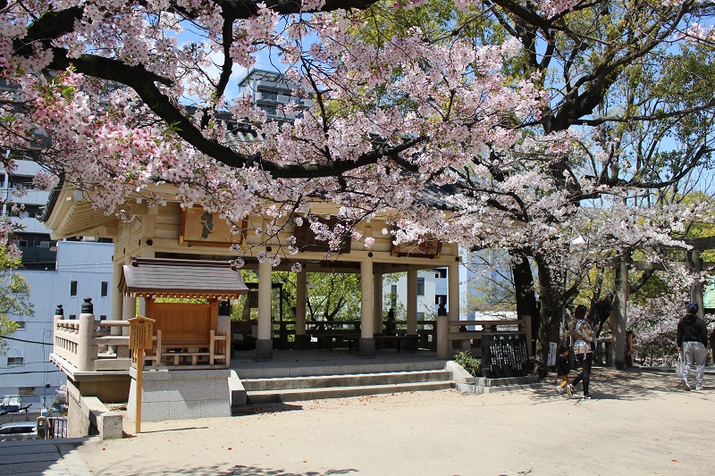 高津宮は大阪の桜の穴場的存在