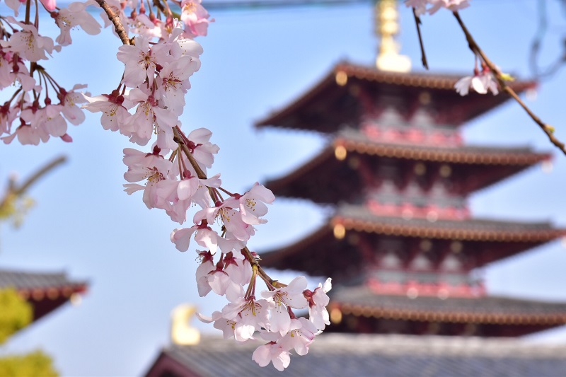 cherry blossoms at Tennoji Temple, Osaka, Japan