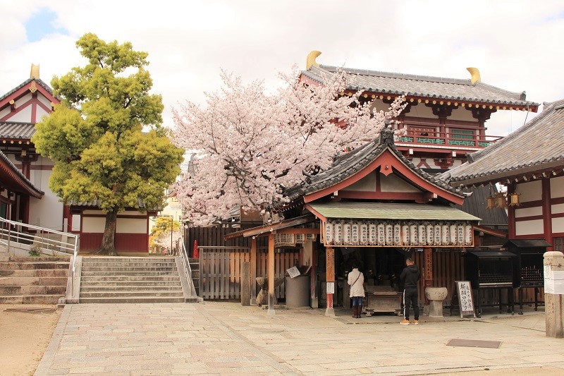 四天王寺の桜