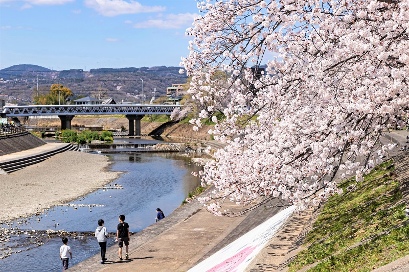 4月の芥川は桜が美しい