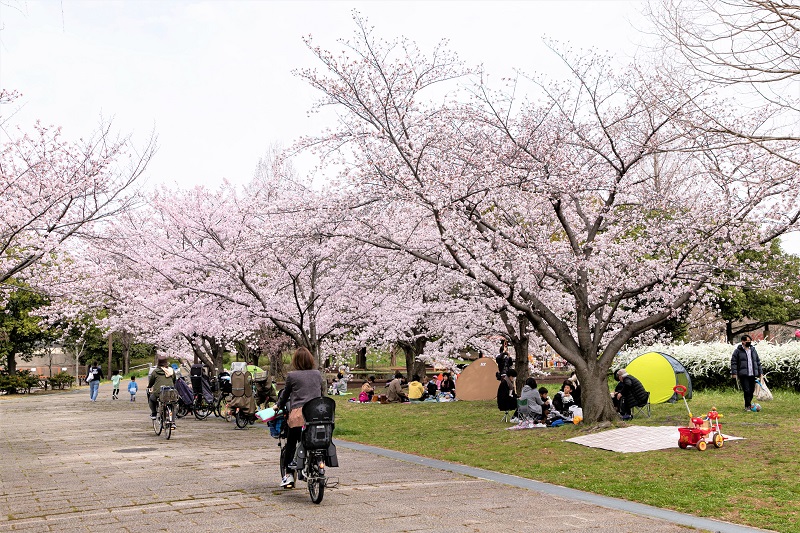 桜シーズンの深北緑地