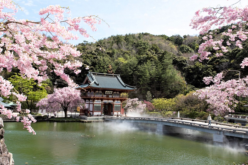 勝尾寺の弁天池と桜