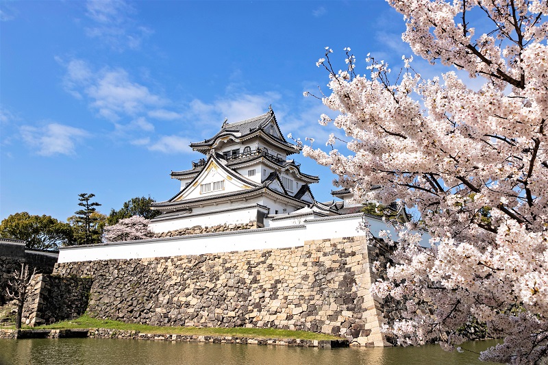 岸和田城の桜風景
