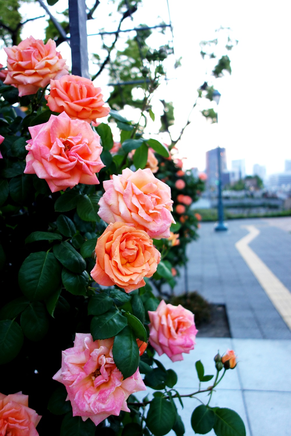大阪隐秘文艺景点都市玫瑰园