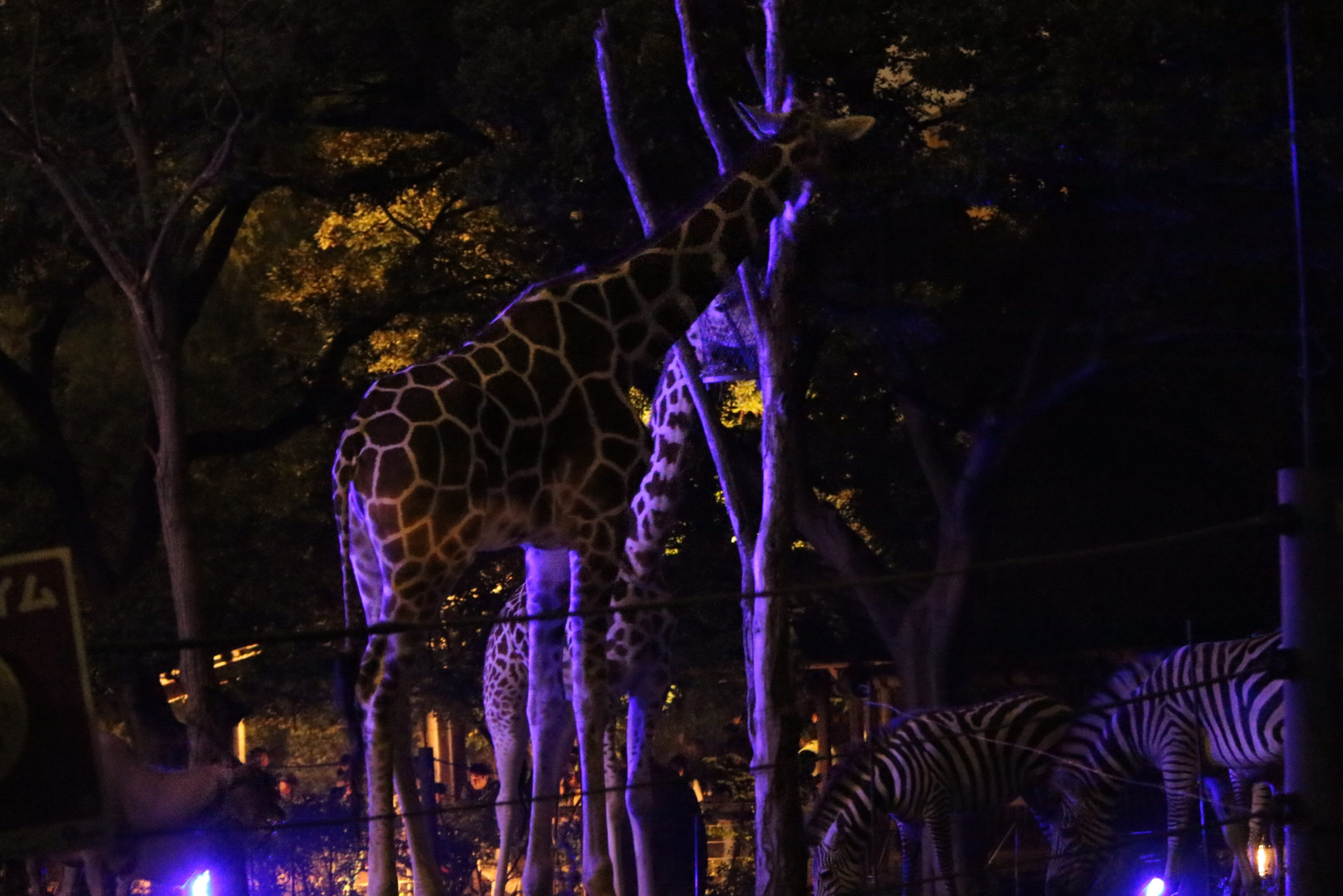 大阪动物园夜间特别开园