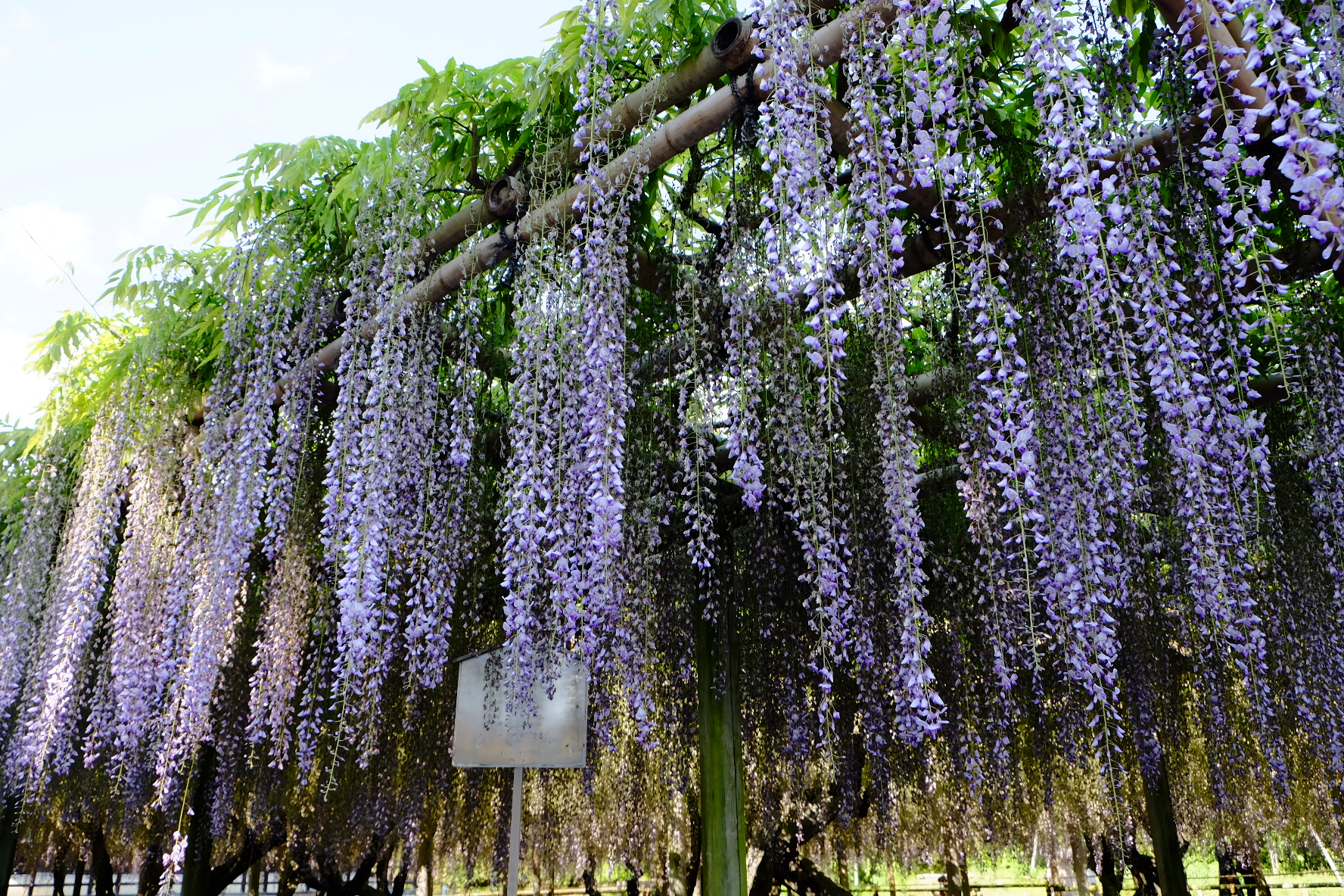 京都平等院紫藤花景色
