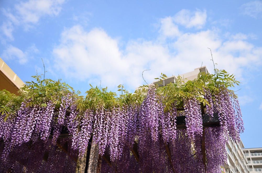 大阪HIBARI保育园紫藤花