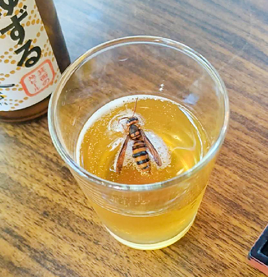 Japanese hornet in Minoh Beer