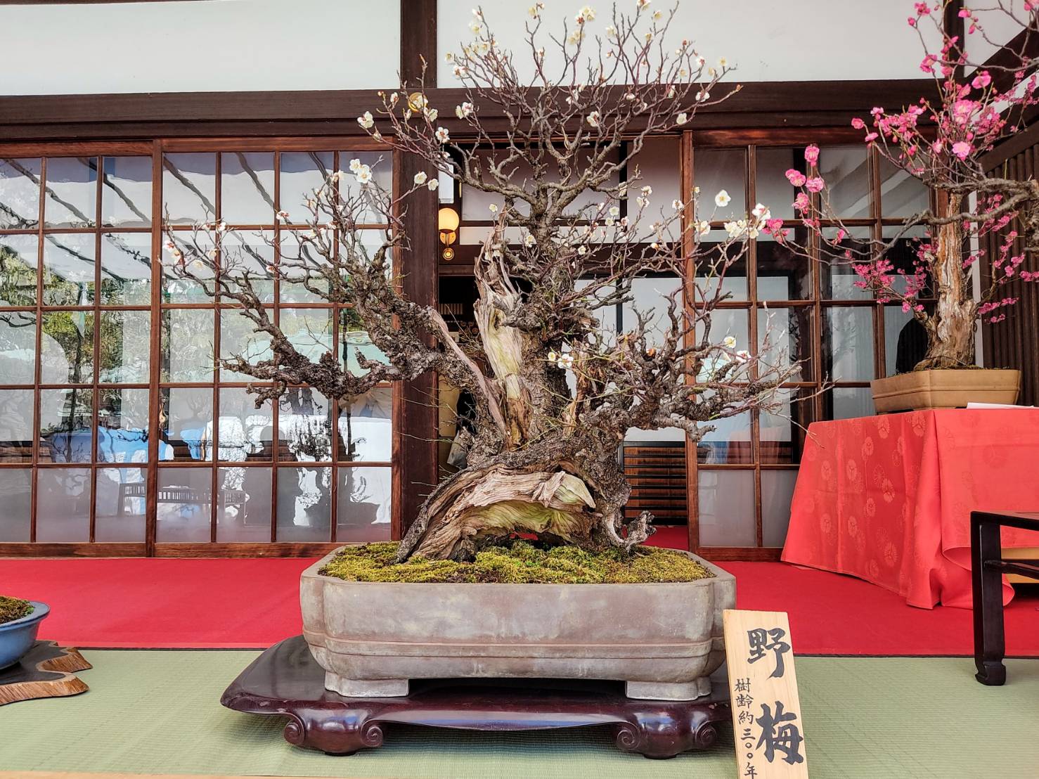 300 year old Ume Bonsai special exhibit Osaka Tenmangu