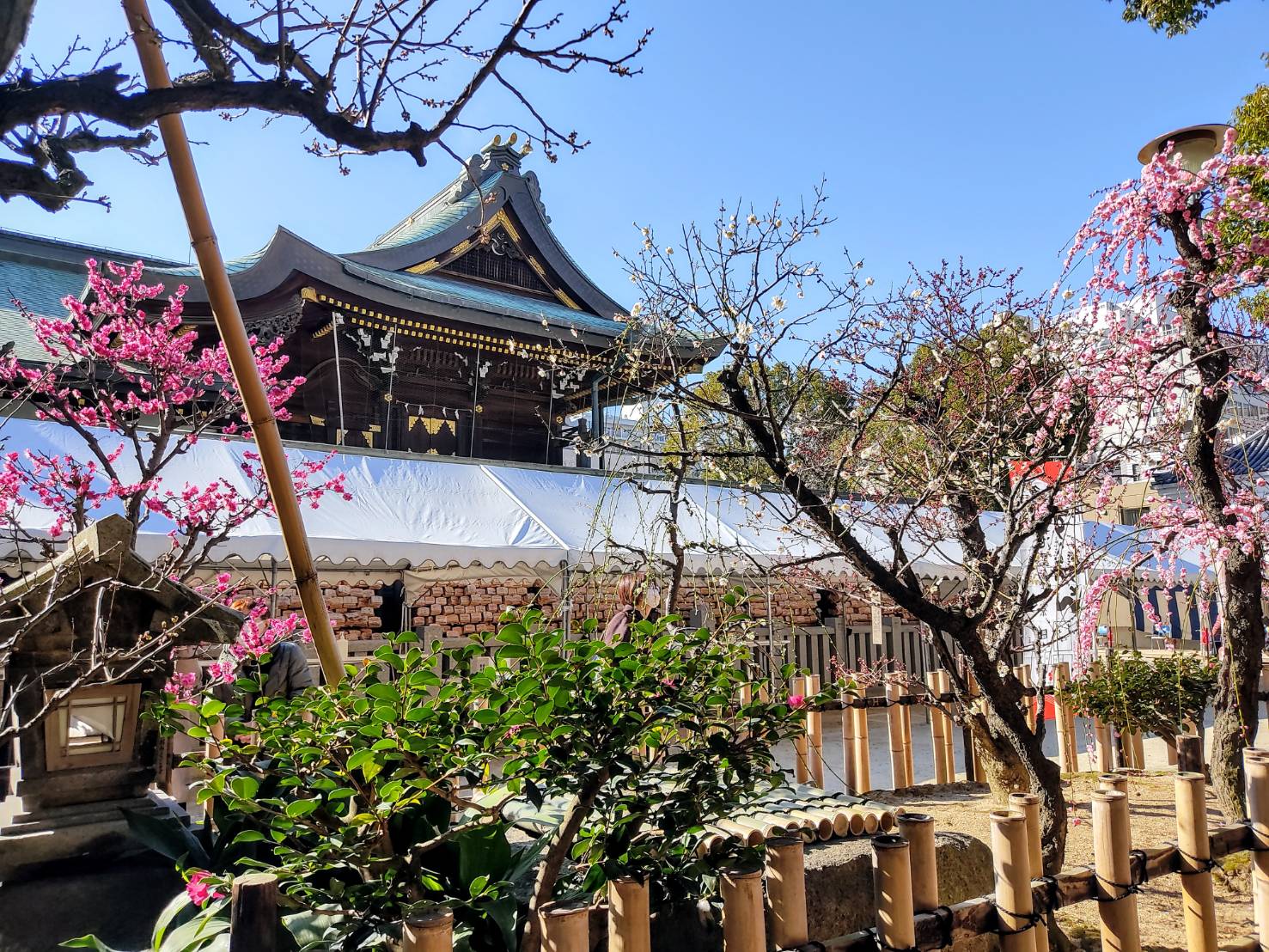 ume plum tree garden at Osaka Tenmangu Shrine