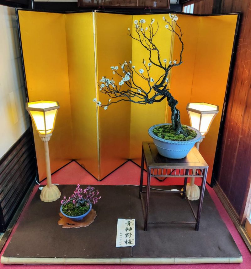Ume Bonsai special exhibit Osaka Tenmangu