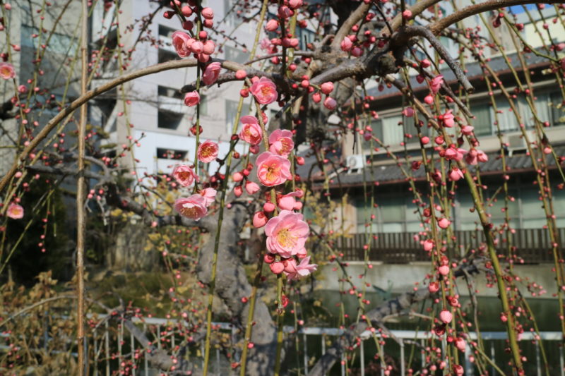 ume plum blossom at Osaka Tenmangu Shrine, Japan