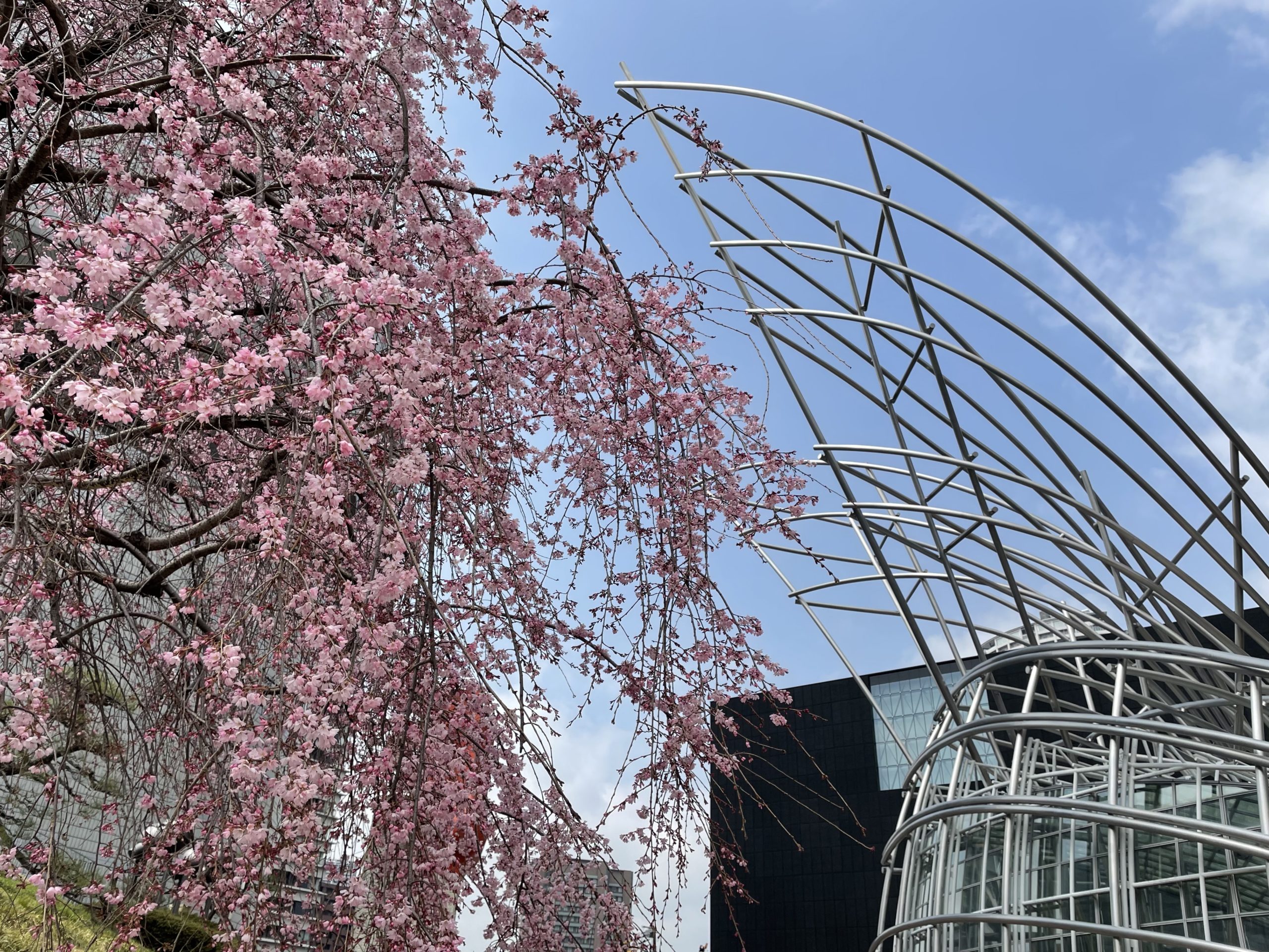 国立国際美術館、中之島美術館を背景に咲く枝垂れ桜