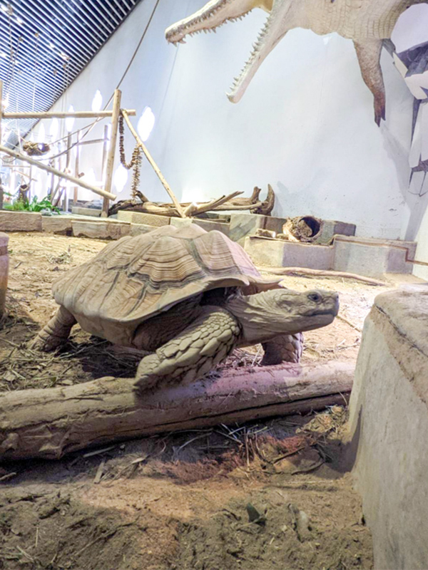 African Spurred Tortoises, Nifrel aquarium Osaka Japan