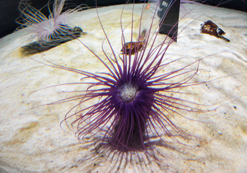 purple sea anemones, Nifrel aquarium, Osaka Japan