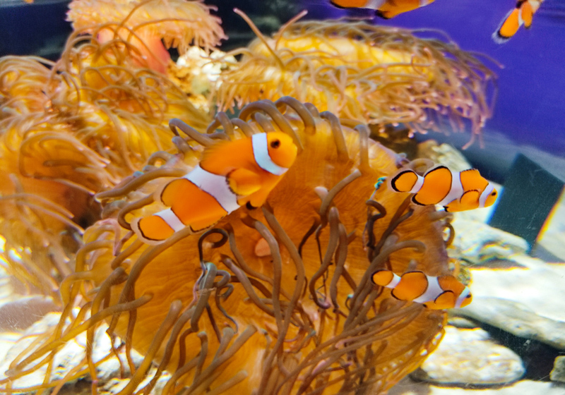 clownfish, Nifrel aquarium, Osaka Japan