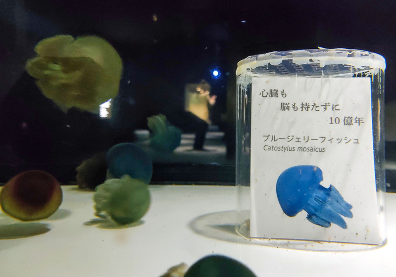 Blubber Jellyfish, Nifrel aquarium, Osaka Japan