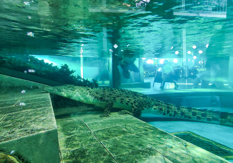 saltwater crocodile, Nifrel aquarium, Osaka Japan