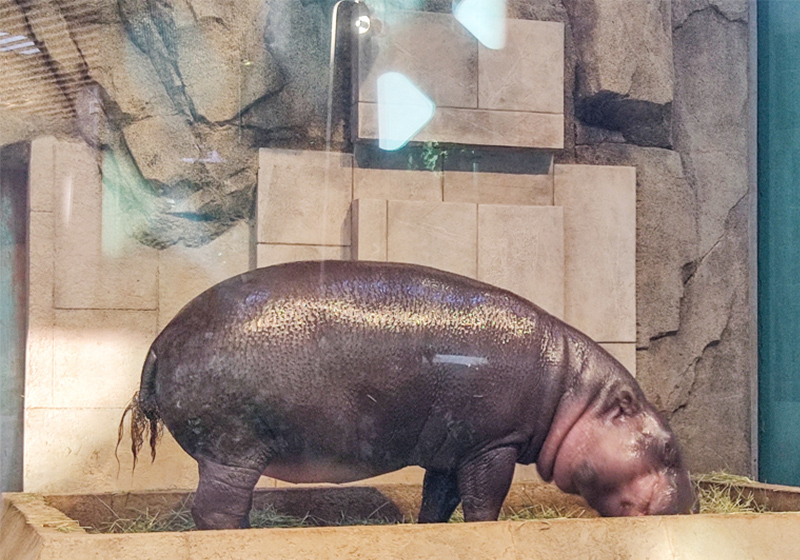 pigmy hippopotamus, Nifrel aquarium, Osaka Japan
