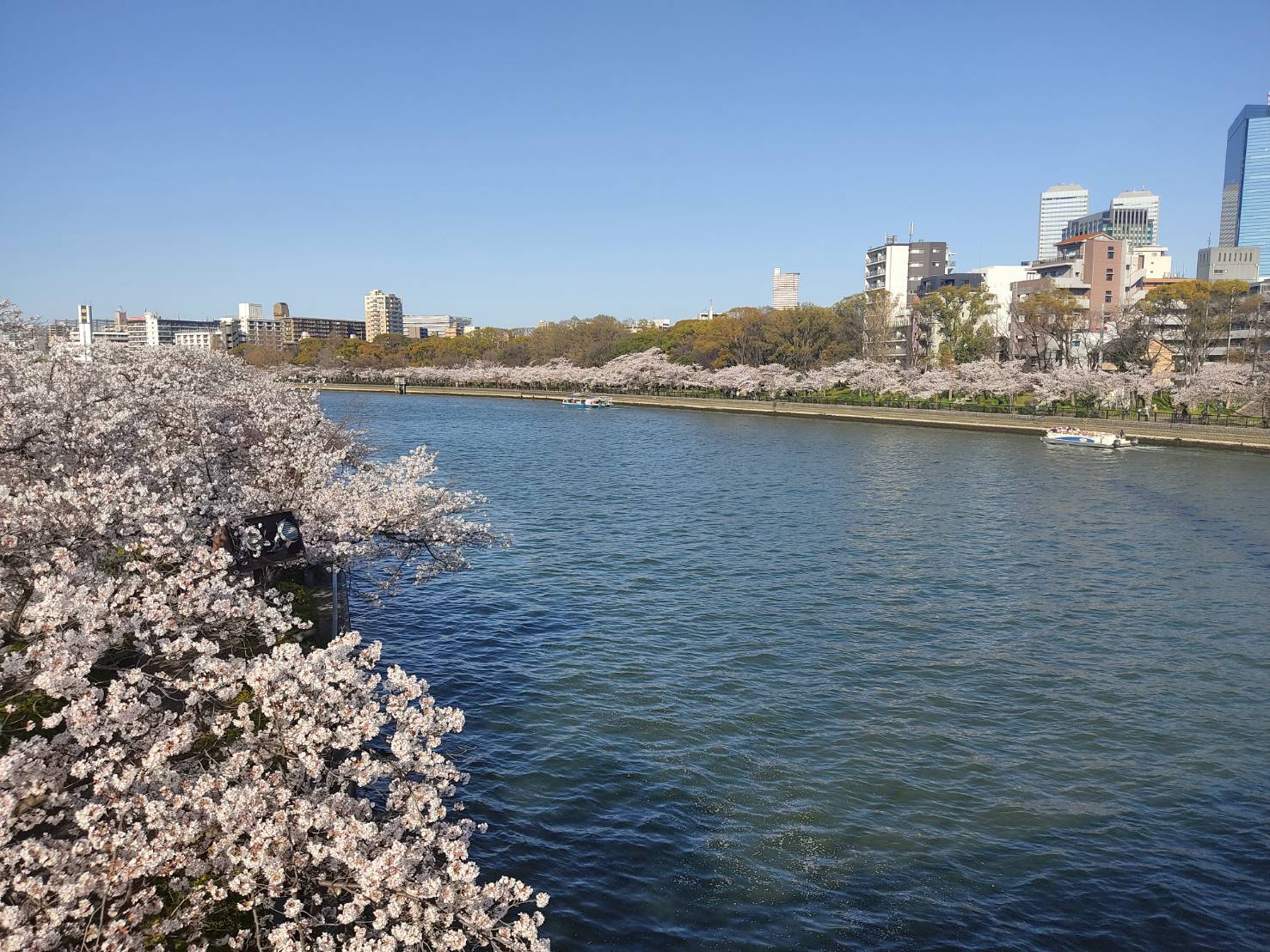 okawa river sakuranomiya cherry blossoms