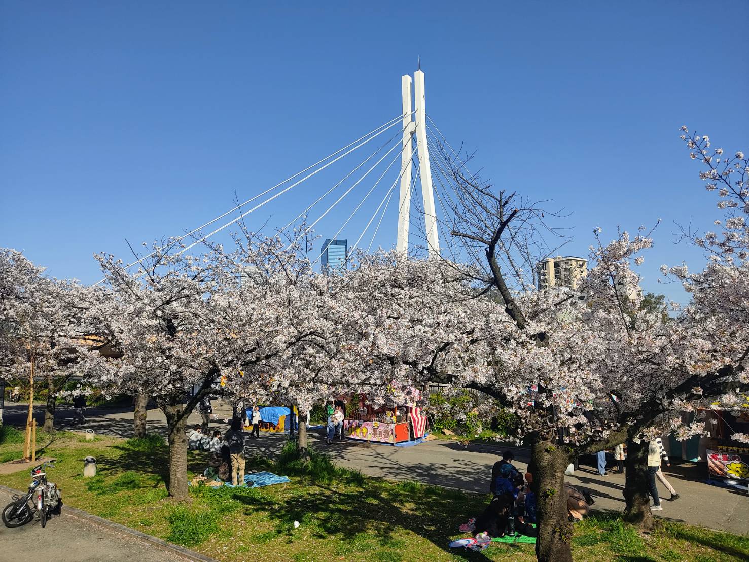 cherry blossom picnic at Okawa, Osaka