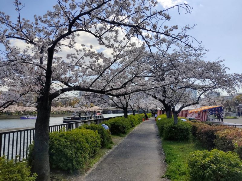 Osaka okawa walkway cherry blossoms