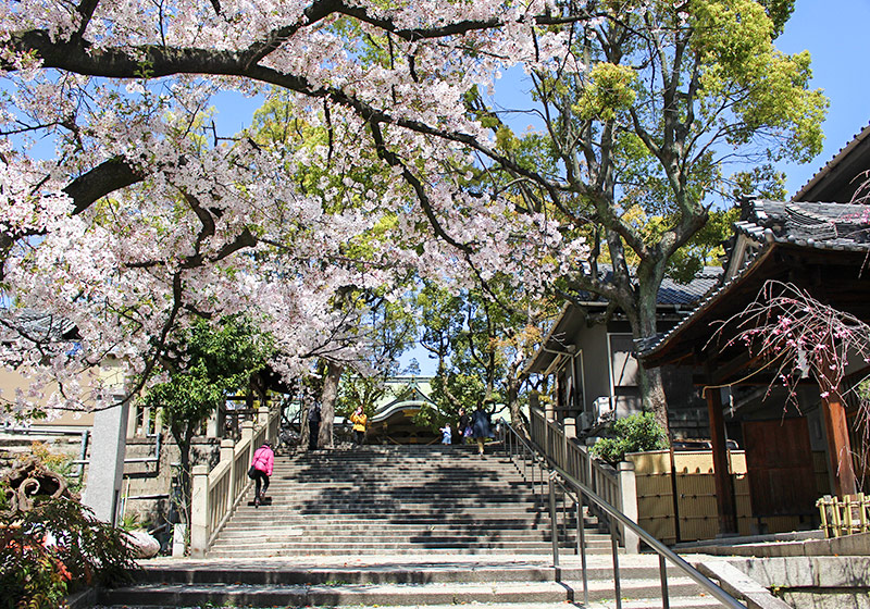 高津神社の桜