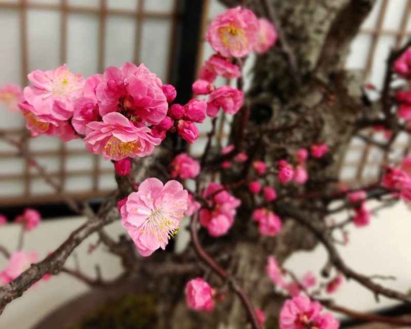 plum blossoms, Osaka Japan