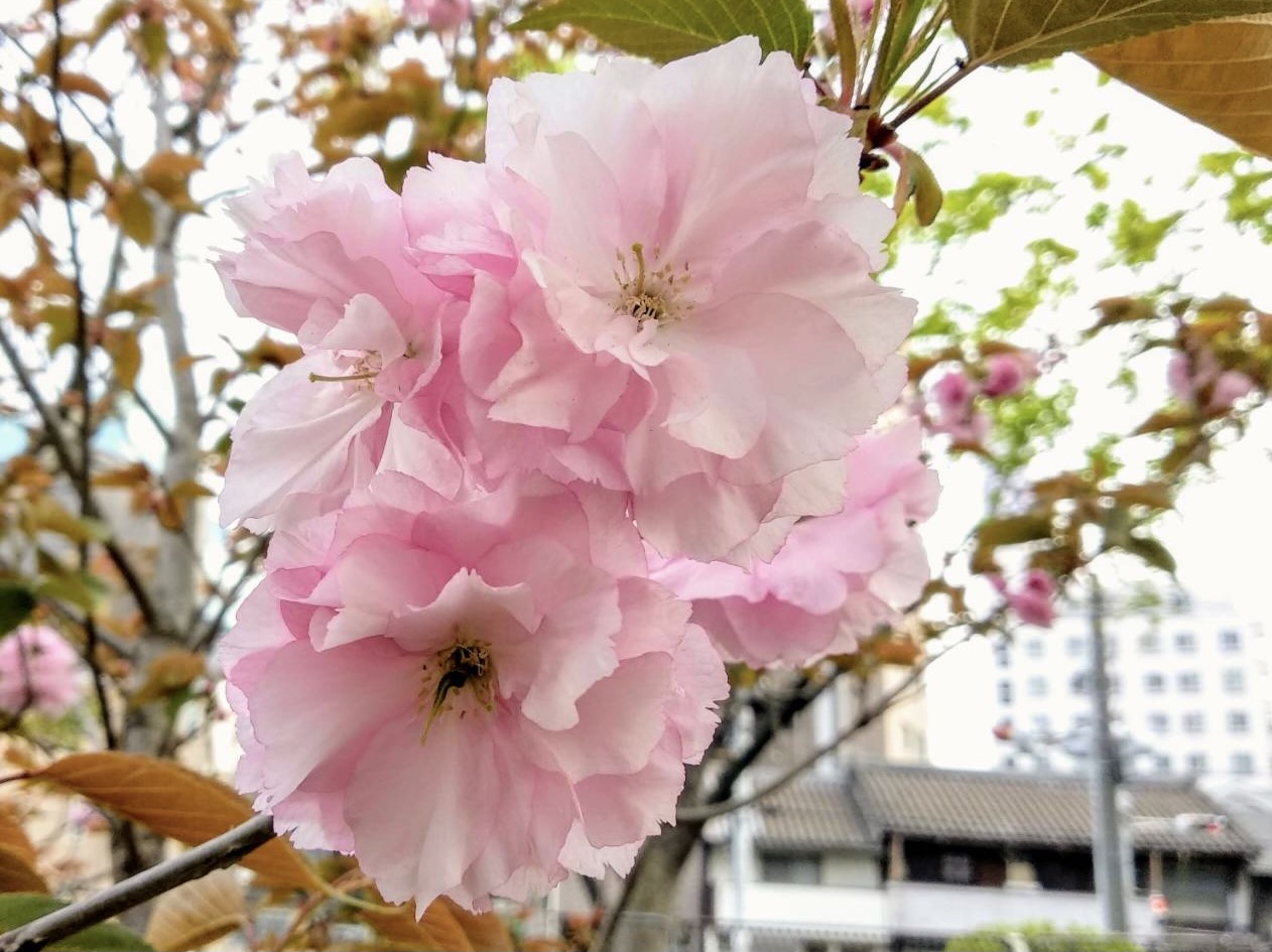 double-blooming cherry blossoms
