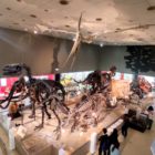 Osaka Natural History Museum, dinosaur exhibition at Nagai