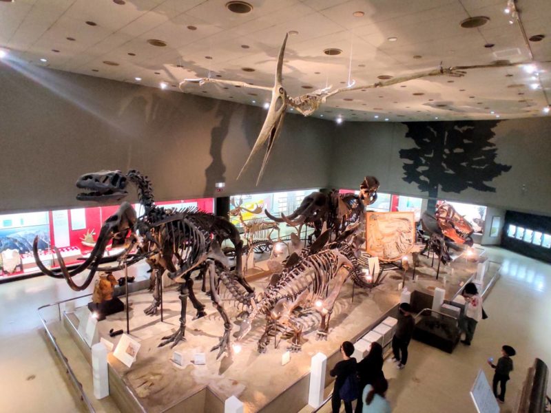Osaka Natural History Museum, dinosaur exhibition at Nagai