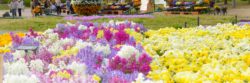 nagai botanical gardens outdoor flowers in Osaka Japan
