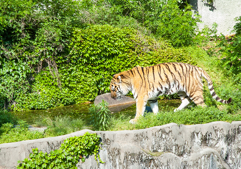天王寺動物園で飼育されている虎