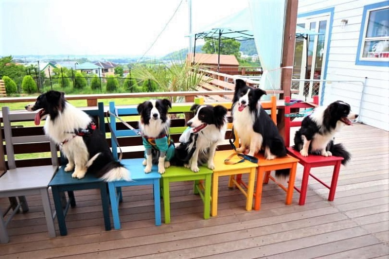 カラフルな椅子にお座りしたワンちゃんたち。Cafe TwoTwo & Dog Grass Fieldの撮影スポット