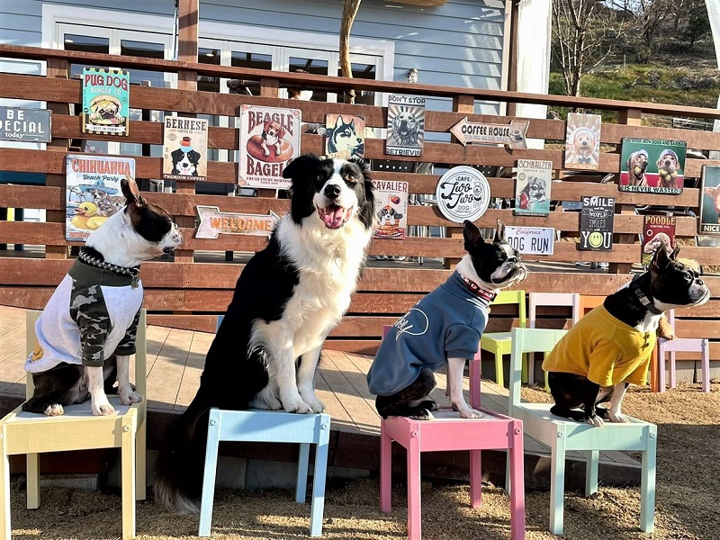 Cafe TwoTwo & Dog Grass Fieldは撮影スポットがいっぱいで飼い主も楽しめます