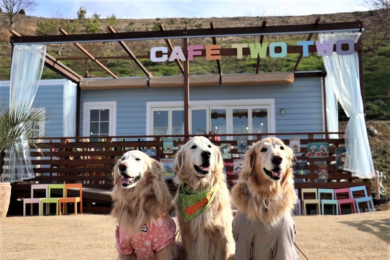 Cafe TwoTwo & Dog Grass Fieldで愛犬とステキな一日を過ごしましょう