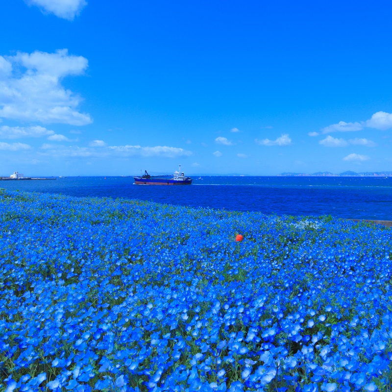 空と海とネモフィラ畑が織りなすブルーの三重奏