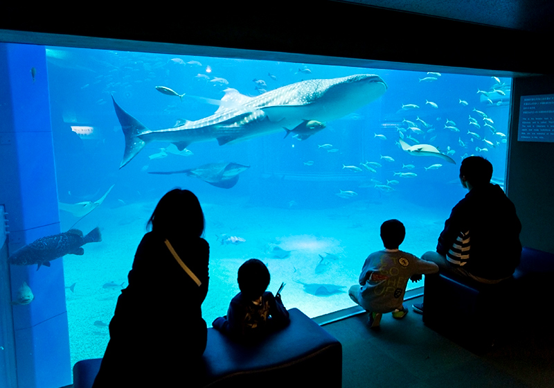 whale sharks in big tank at Osaka Aquarium Kaiyukan