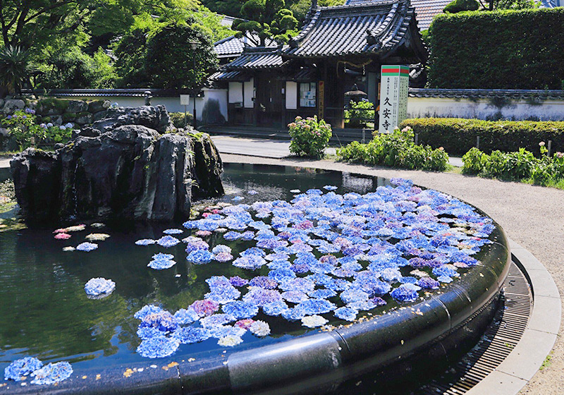 hydrangeas floating in pond at Kyuanji Temple in Osaka