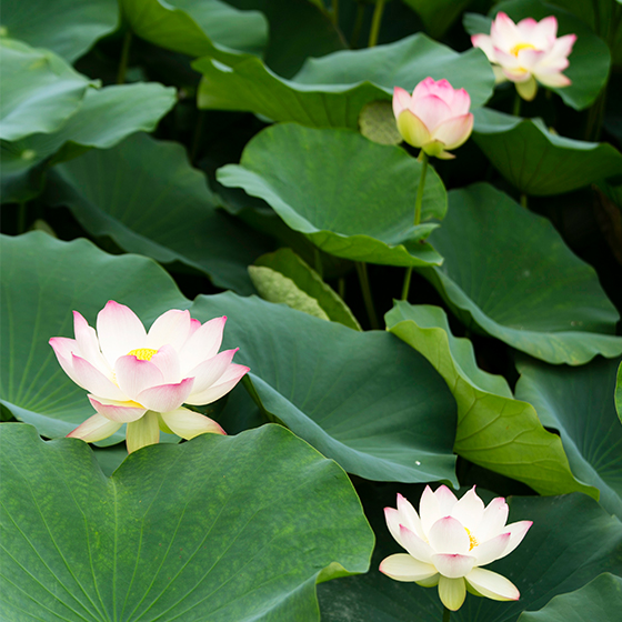 water lilies up close at Nagai Park Botanical Gardens