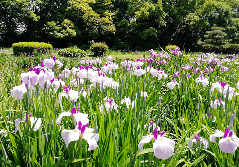 purple and white Irises at Shirokita Park, Osaka