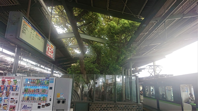京阪の萱島駅ホームから見える御神木